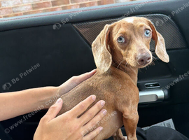 Dachshund