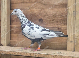 Grizzle male