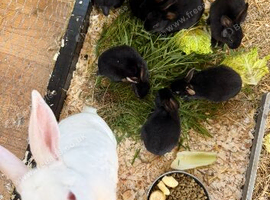 Rex rabbits