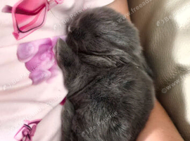 Beautiful blue plush mini lion lop