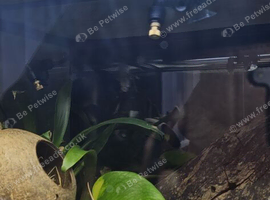 2 x exo terra setups &divide;&divide;&divide; geckos