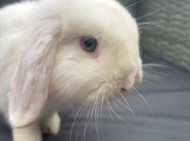 Pure mini lop buck