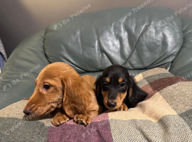 Kc Registered miniature Long Haired Dachshund pups