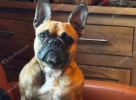 The sweetest frenchie girl looking for a home