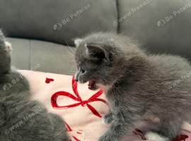 Kittens