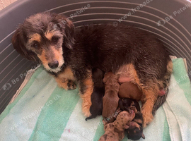 5 lovely dachshund pups for sale
