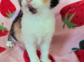 Very pretty kittens, wormed/flead/litter trained Prices vary