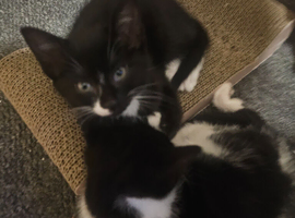 Kittens for sale