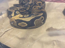 Royal python