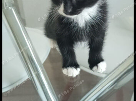 2 male kittens