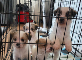 Shih tzu cross jack russell puppys