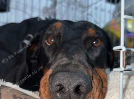 4 year old doberman