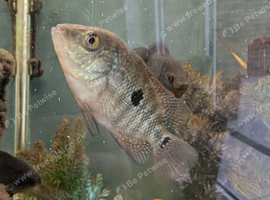 Fish for sale or swaps