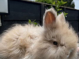 BeautifulEnglish Angora Girls