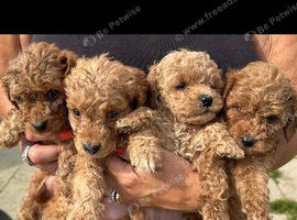 6 Beautiful Cockapoos