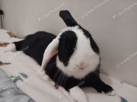 Magic is looking for a new home