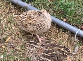 9 girls 4 boy Cortunix quail