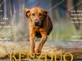 Fox Red Labrador Stud dog
