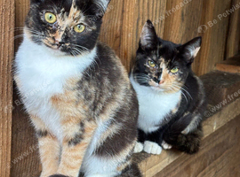 Adorable kittens