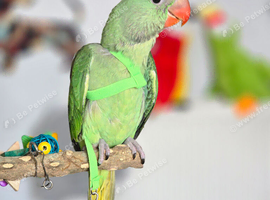 Alexandrine