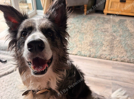 Blue Merle Border Collie
