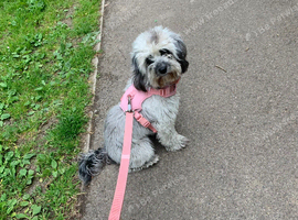 Girl mini cockapoo looking for a male stud