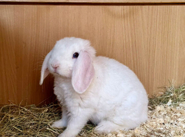 Mini Lop Male Bunny &ndash; 3 Months Old