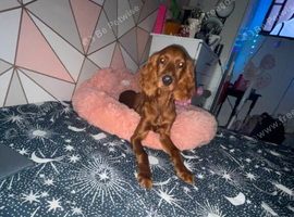 Irish red setter