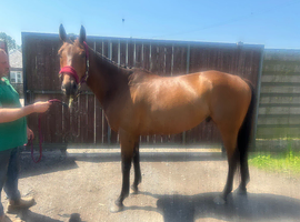 16.1 bag gelding 7 years old
