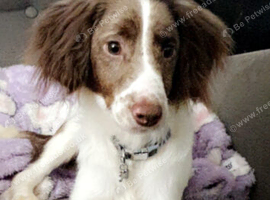 3 year old cocker spaniel cross