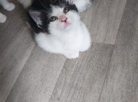 B29 5Np