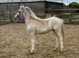 Welsh a yearling filly