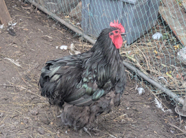 Black Orpington Rooster