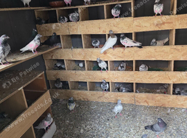 Pakistani pigeons