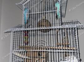 2 MALE BUDGIES FOR SALE!!!