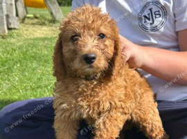 Beautiful Home-Reared F1b Labradoodle Puppies.