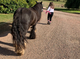 4 year old cob