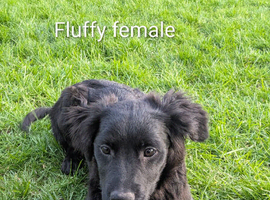 LABRADOR X WHIPPET X ROUGH COLLIE
