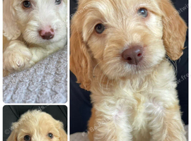 F1 cockapoo puppies