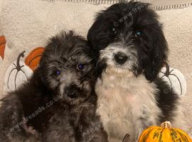 Beautiful Cockerpoo cross puppies