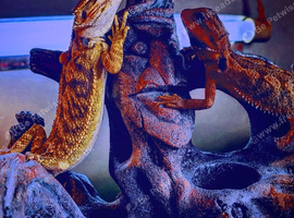 Baby bearded dragons available now