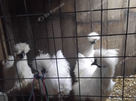 White silkie cockerels