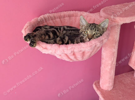 Kitten