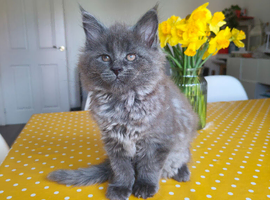 Stunning Maine Coon Kittens &ndash; 3 Males