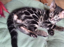 Bengal kitten