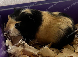 Guinea pigs