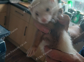 Baby ferrets READY TO GO