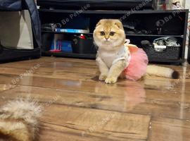Neutered adult female