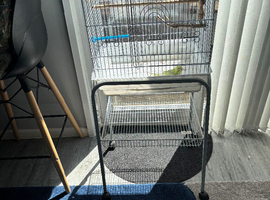 Budgie
