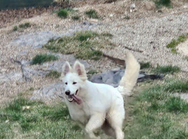 Beautiful long haired white female shepherd